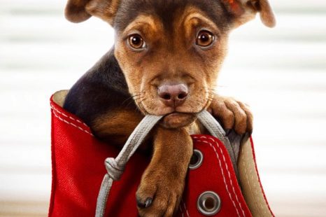 A Dog’s Way Home (2019)