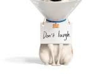 The Secret Life of Pets 2 (2019)